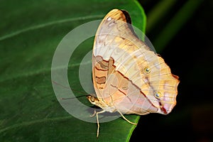 Butterfly sitting on a green leaf, Northern Territory, Australia photo