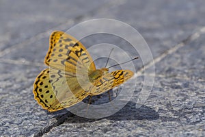 Close up of butterfly sitting on sidewalk tile