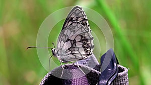 A close-up of a butterfly in this summer meadow.