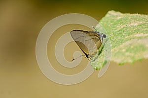 Close up of a butterfly is taking nutrients from the ashes lying on the green leaves photo