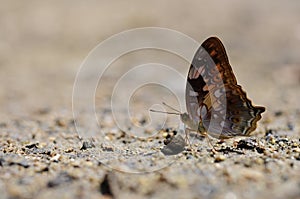 Close up butterfly (vagrant) on the ground