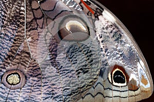 Close up of a butterfly wing.