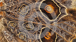 Striking eye spots or ocelli with concentric circles of orange and