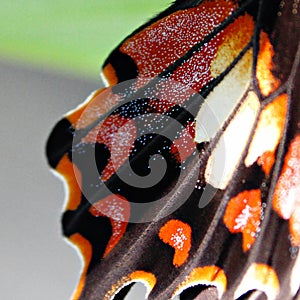 Close up of butterfly wing