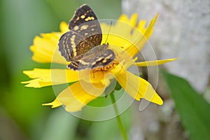 Close up of a butterfly on a yellow flower