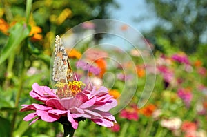 close-up of butterfly on the Zinnia at the meadow