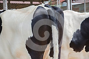 Close up of buttock Cow . buttock black and white cow.