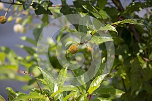Close up of a buttonbush shrub