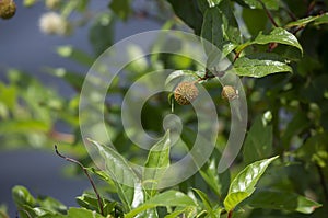Close up of a buttonbush shrub