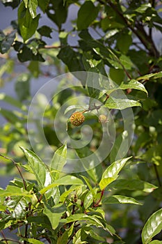 Close up of a buttonbush shrub