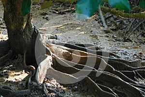 buttress roots