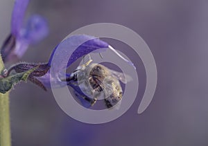 Close-up of a Buzzed big (Bombylius major) harvesting pollen from a vibrant purple flower