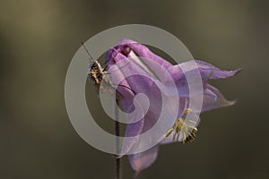 Close-up of a Buzzed big (Bombylius major) on a vibrant purple flower