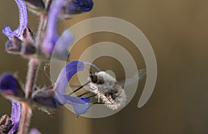Close-up of a Buzzed big (Bombylius major) harvesting pollen from a vibrant purple flower photo