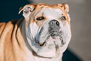 Close Up Of Ca De Bou Or Perro De Presa Mallorquin Is A Molossia photo