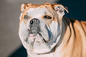 Close up of Ca de Bou or Perro de Presa Mallorquin, Molossian do photo