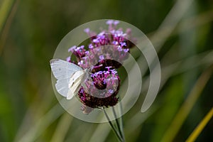 Close-up of a cabbage butterfly (piers brassicae) on blossoms of the Patagonian vervain (verbena bonariensis)