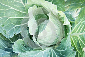 Close up of cabbage  in cabbage farm