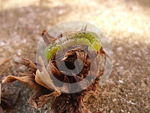 Close-up of a Cabbage Moth Caterpillar Mamestra Brassicae on Plant Debris