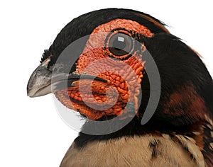 Close-up of Cabot`s Tragopan, Tragopan caboti