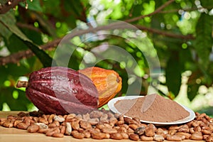 Close up of cacao powder