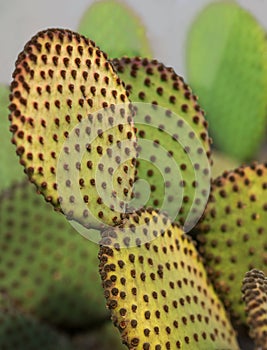 Close up of cactaceae opuntia