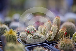Close up Cacti and Succulents