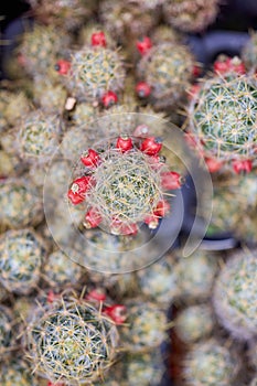 Close up Cacti and Succulents