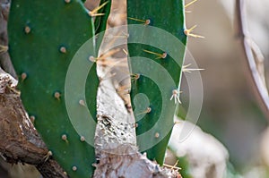 Close-up of cacti with thorns