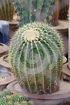 Close up cactus.