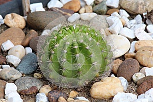 Close up cactus.