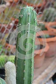 Close up cactus.