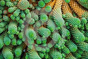 Close-up cactus photo