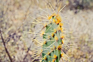 Close up Cactus