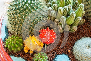 Close-up Cactus