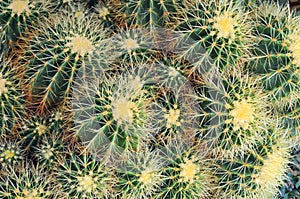 Close-up cactus