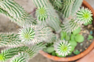 Close up cactus