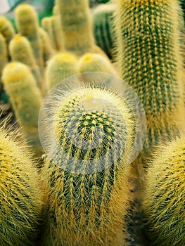 Close up of Cactus