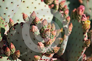 Close up of cactus buds.