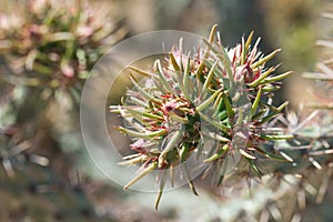 Close up of cactus buds