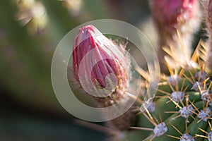 Close up of cactus buds in desert.