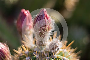 Close up of cactus buds in desert.