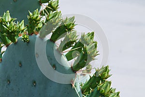 Close up of cactus buds in desert.