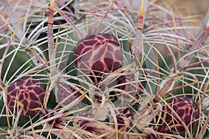 Close up of cactus buds in desert.