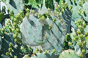 Close up of cactus buds in desert.