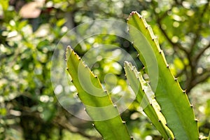 Close up of cactus (Cactaceae) plant with blurred background photo