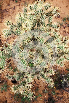 Close up on cactus in Cholla Cactus Garden, Joshua Tree National Park, USA. photo