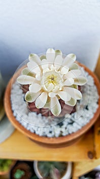 Close up of cactus flower