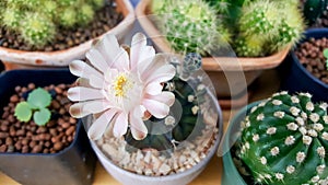 Close up of cactus flower