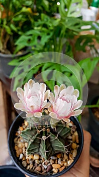 Close up of cactus flower